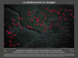 biodiversite.jpg (293661 octets)
